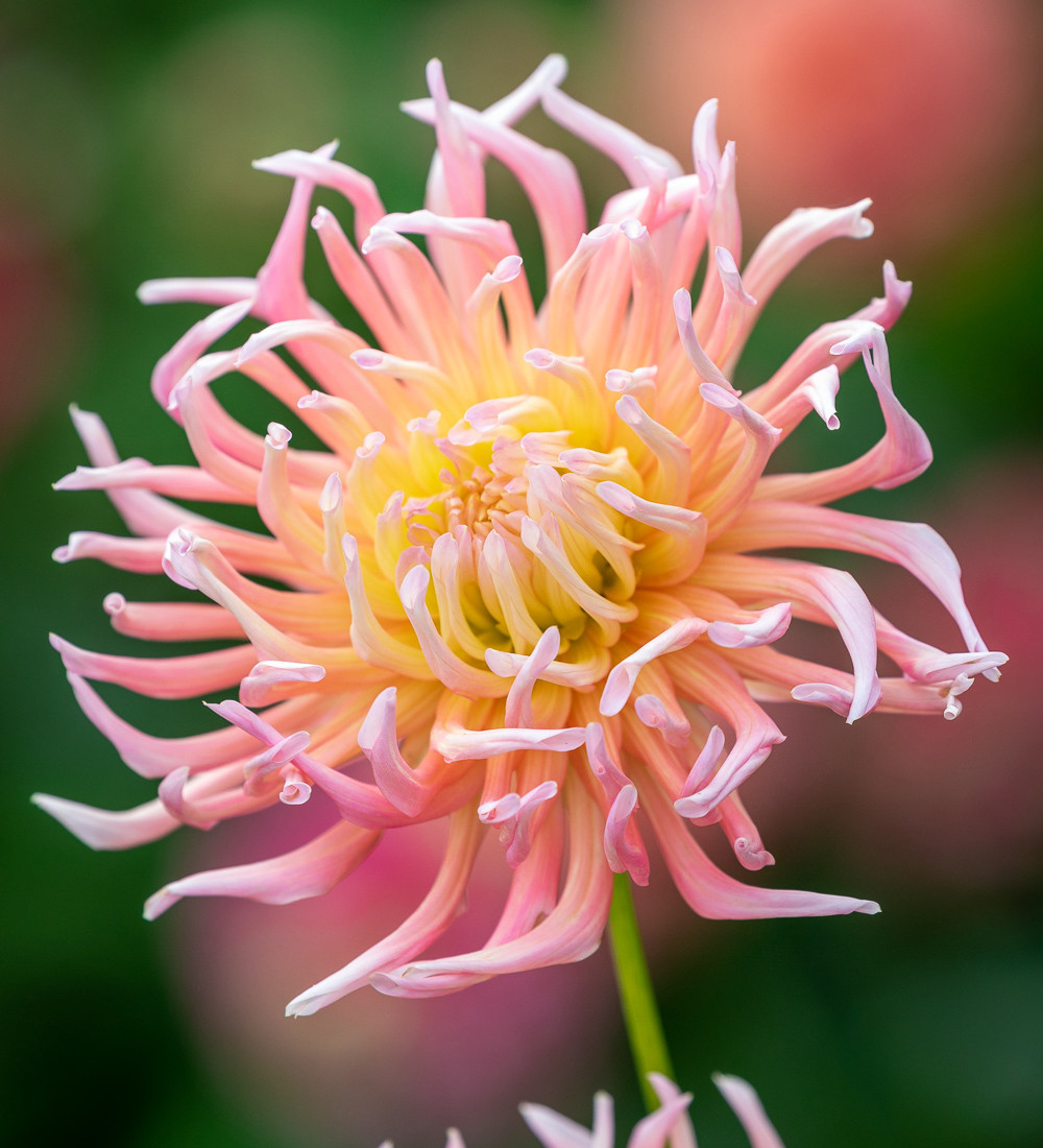 Buy Dahlia &lsquo;Alfred Grille&rsquo; | Dahlia Tubers & Plants | Sarah Raven