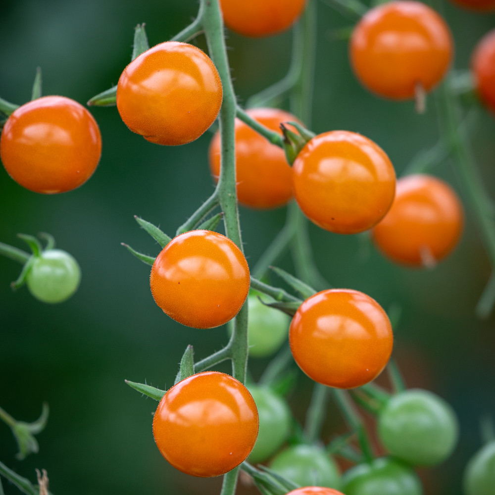 Buy Tomato F1 Cherry Tomato Seeds Sarah Raven
