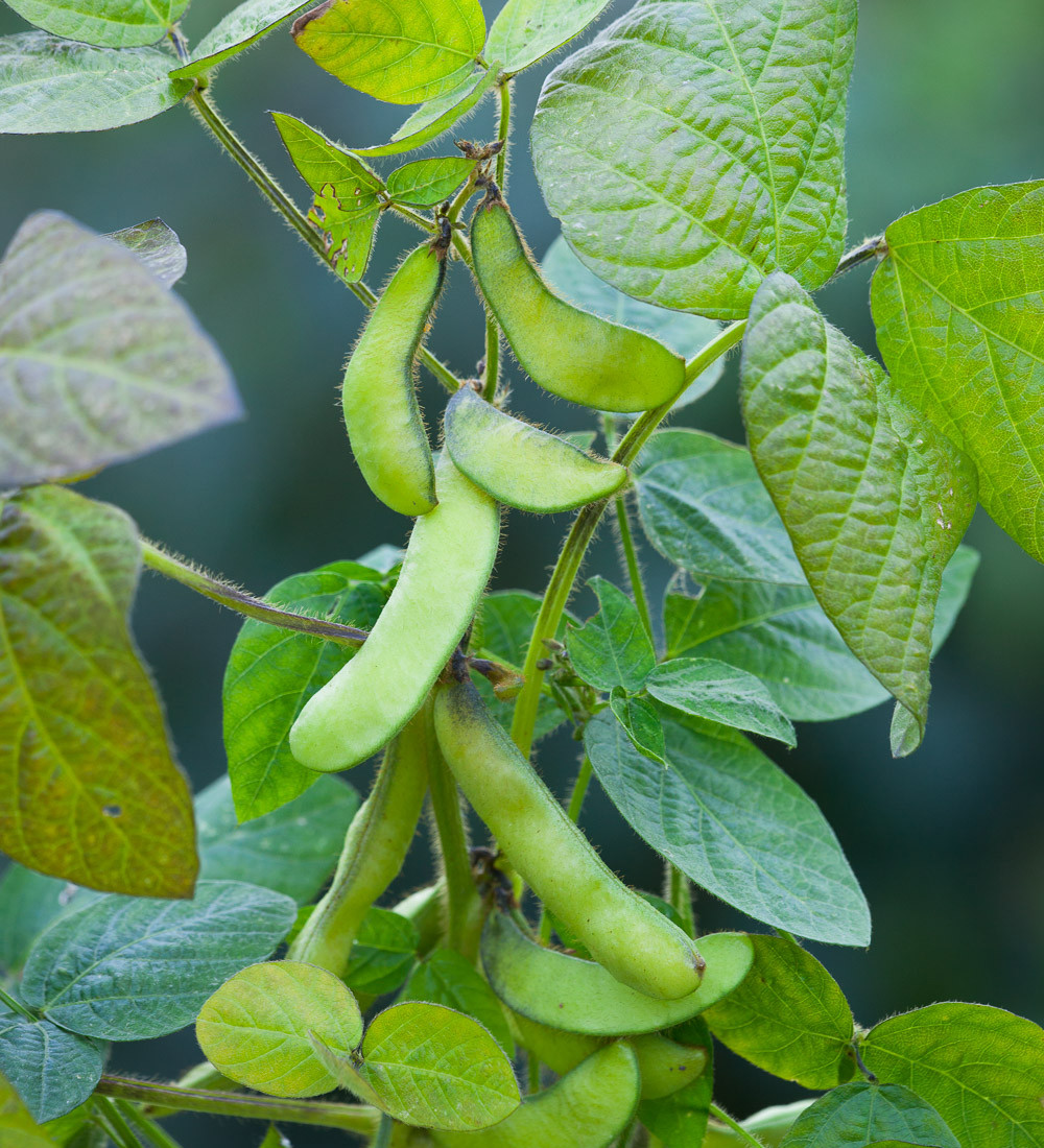 Buy Edamame Bean 'Fiskeby V' Edamame Seeds Sarah Raven