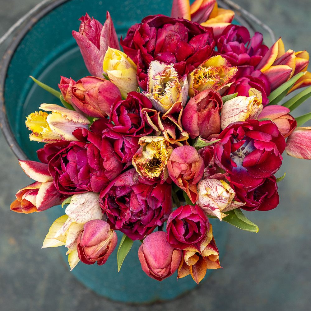 Teal Bucket Tulip Collection Tulip Bulb Mix Sarah Raven