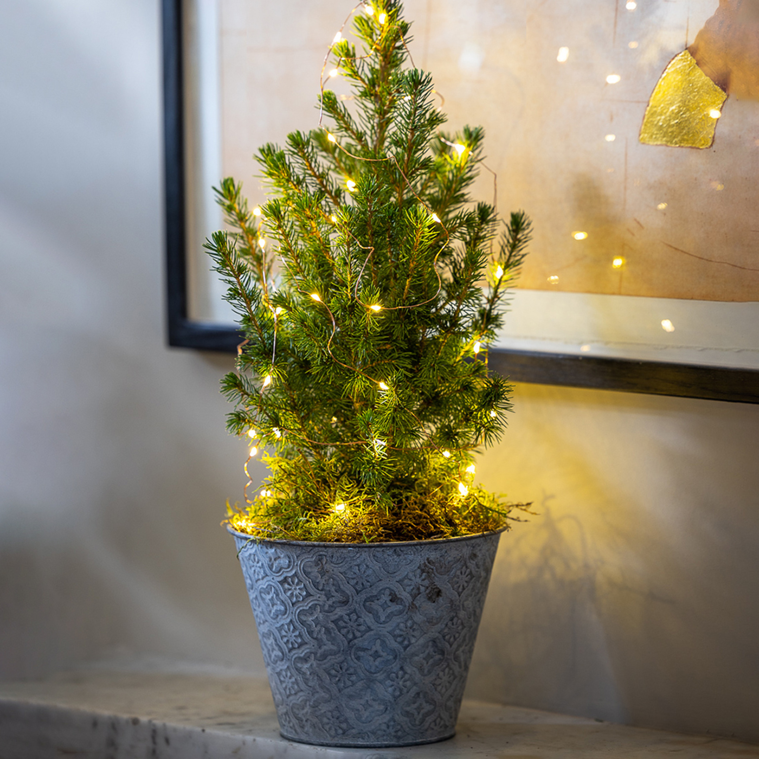 Real Potted Christmas Tree Real Mini Christmas Trees Sarah Raven