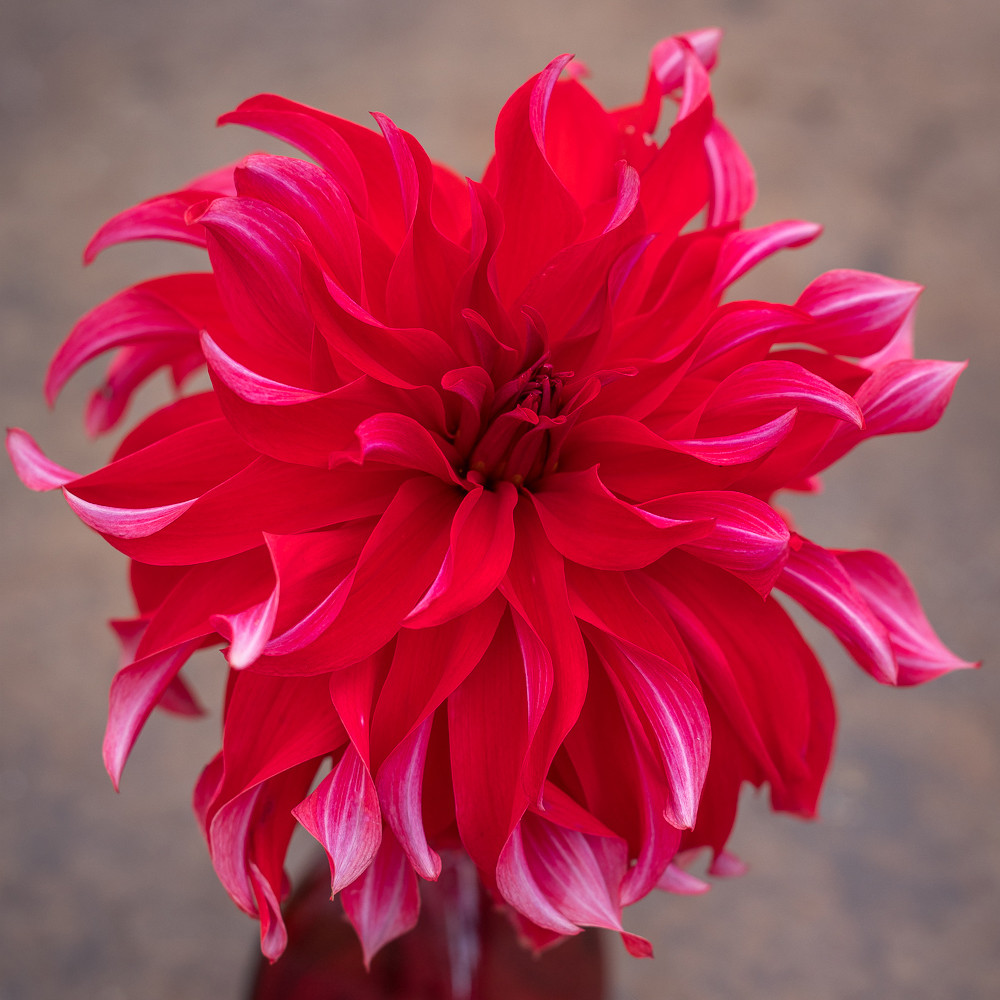 Buy Dahlia &lsquo;Red Labyrinth&rsquo; Tubers | Decorative Dahlias | Sarah Raven