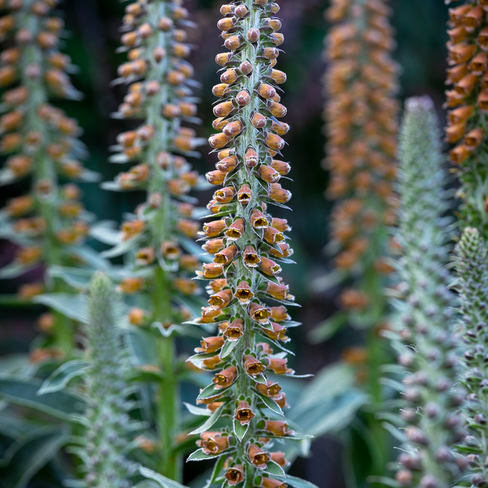 Buy Digitalis parviflora 'Milk Chocolate' Smallflowered Foxglove