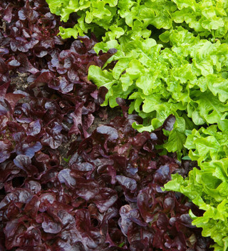 Buy Best Summer Lettuces Mix Sarah Raven