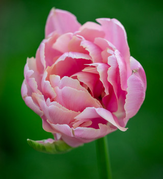 Renoir Tulip Collection | Tulip Mixes | Sarah Raven