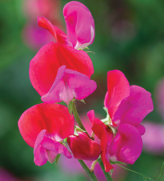 Buy The Ultimate Sweet Pea Collection | Sarah Raven