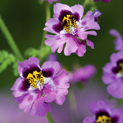 Schizanthus x wisetonensis 'Dr. Badger's Hybrids' Mix (Butterfly Plant)