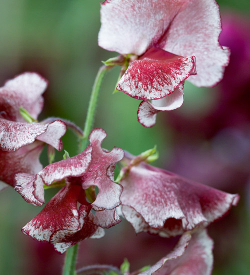 Sweet Pea 'Wiltshire Ripple'