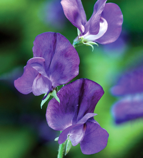 Sweet Pea 'Lord Nelson'