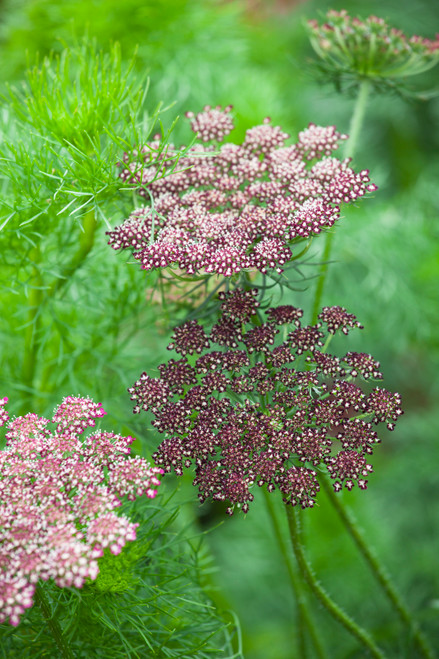 Daucus carota 'Purple Kisses' Mix