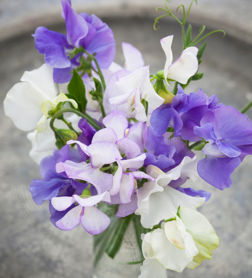 Clouds of Scent Sweet Pea Mix