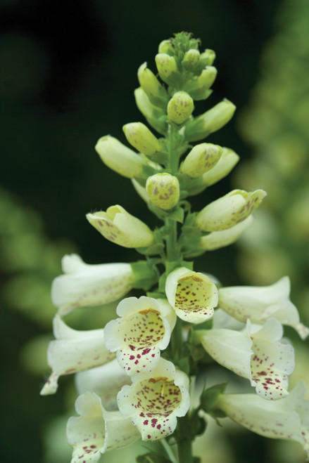 Digitalis purpurea 'Camelot Cream' F1