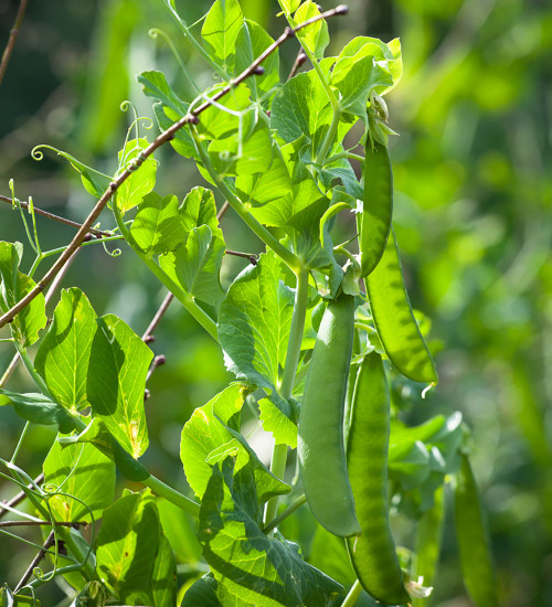 Buy Pea 'Hurst Green Shaft' Seeds Sarah Raven