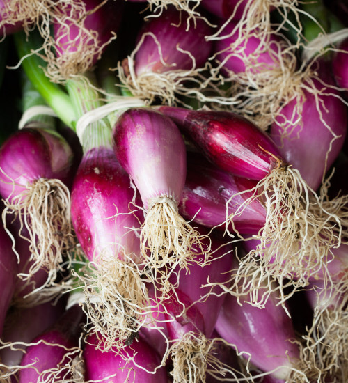 Onion 'Long Red Florence'