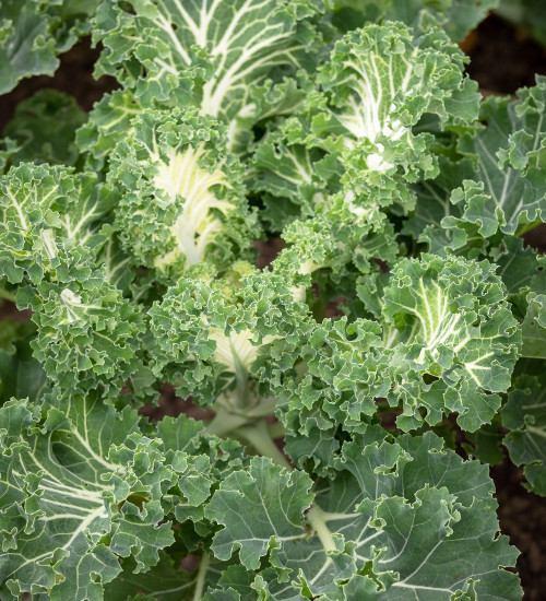 Kale 'Emerald Ice' (Acephala Group)