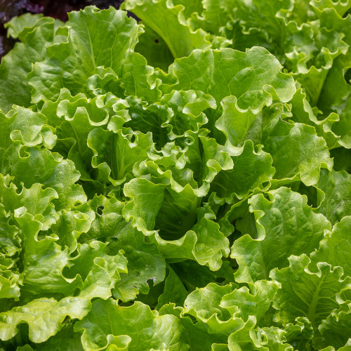 Lettuce 'Batavia Green'