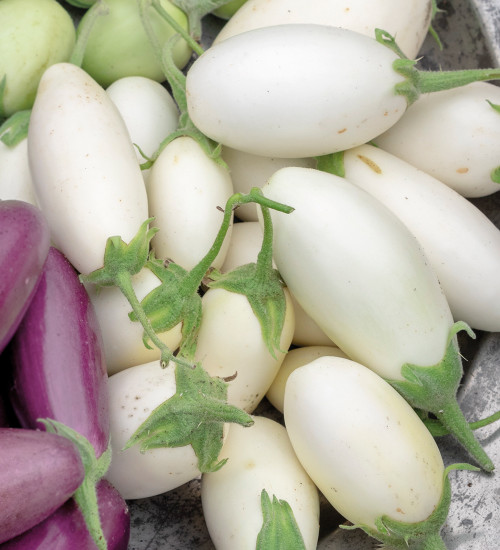 Jill, the sweet Scarlet Eggplant., . Jill was an eggplant. …