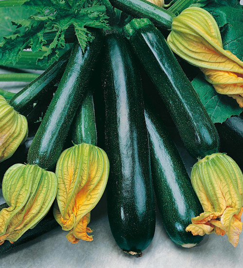 Courgette 'Black Beauty'