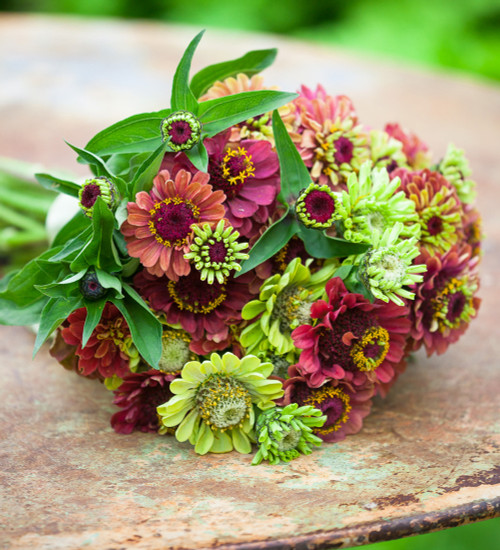 Cranberry and Lime Zinnia Collection