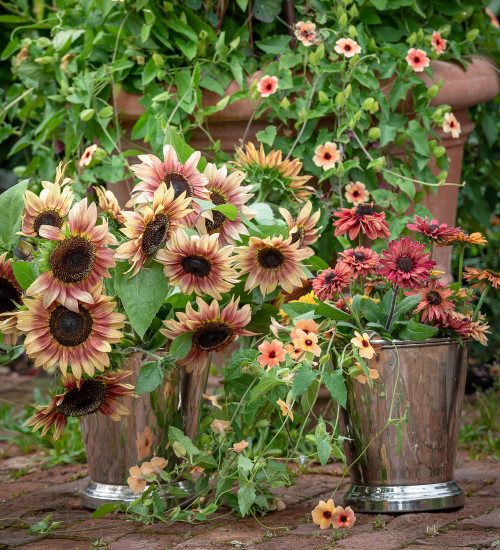 Plum and Apricot Cut Flower Collection