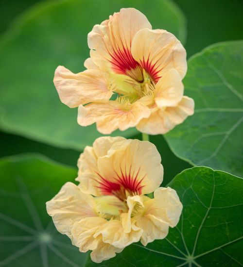 Nasturtium 'Gleam Salmon' (Tropaeolum majus)