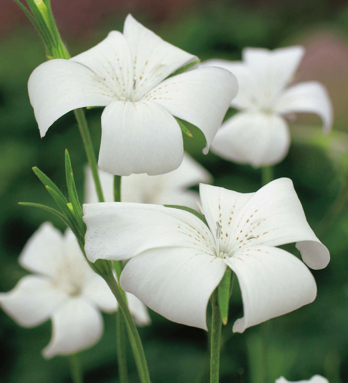 Agrostemma githago 'Milas Snow Queen'