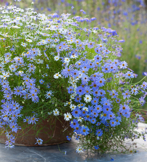 Brachyscome multifida 'Blue and White mix'