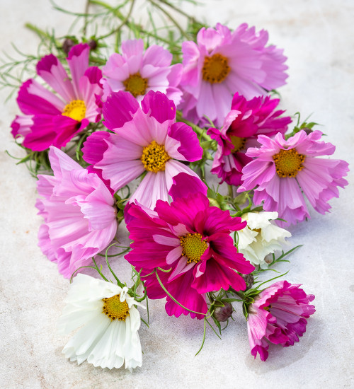 Cosmos bipinnatus 'Seashells Mixed'