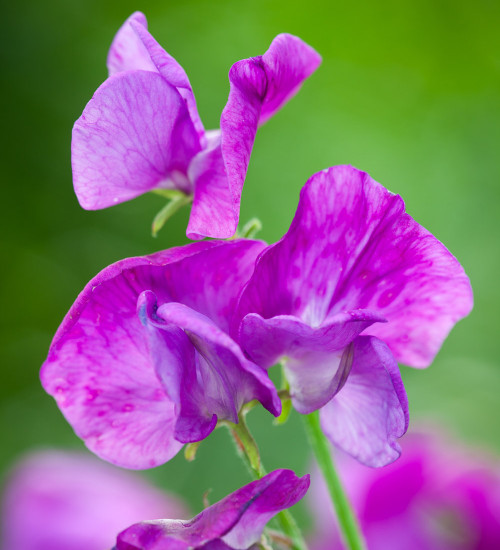 Sweet Pea 'Eclipse'