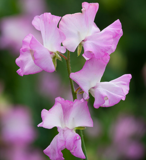 Sweet Pea 'Gwendoline'