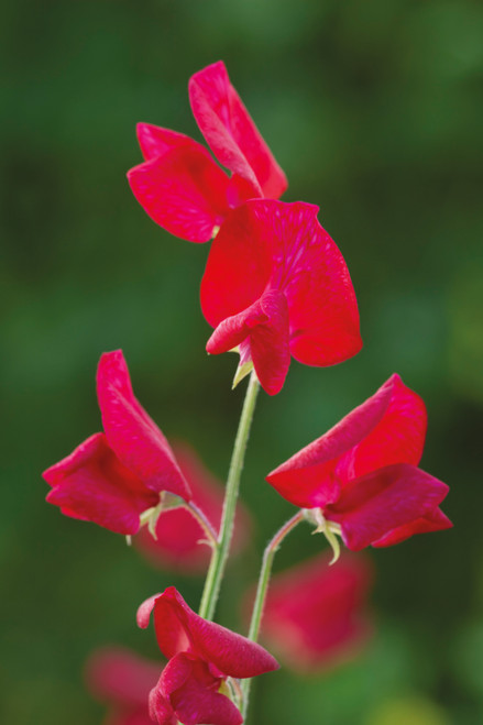 Sweet Pea 'Winston Churchill'