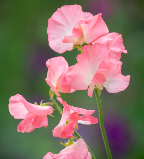 Sweet Pea 'Princess Elizabeth'