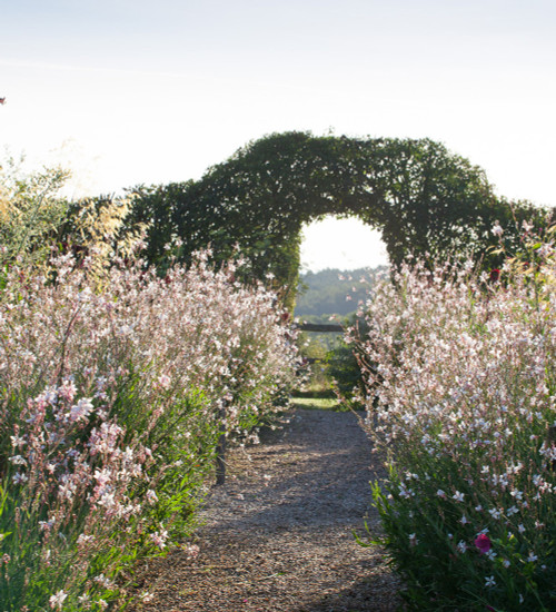 Gaura lindheimeri (syn. Oenothera)