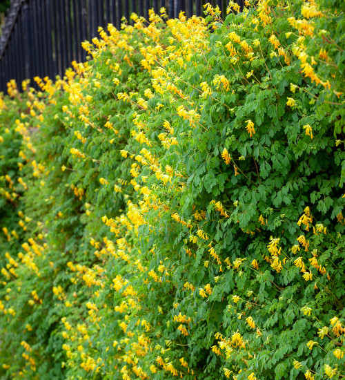 Corydalis lutea