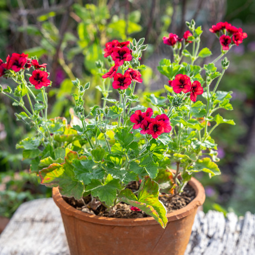 Pelargonium 'Mystery' (Unique)