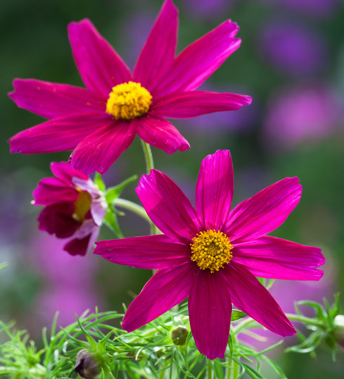 Cosmos bipinnatus 'Sonata Carmine'