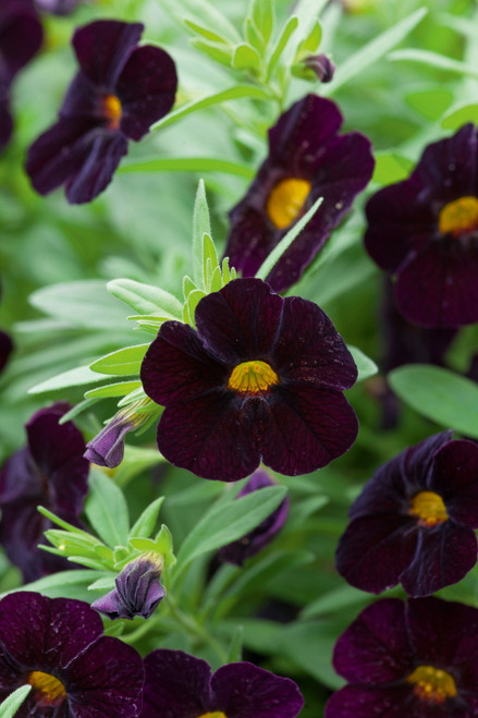 Calibrachoa 'Can-Can Black Cherry'