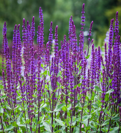 Salvia nemorosa 'Caradonna'