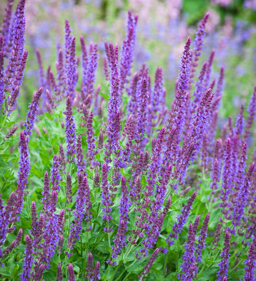 Salvia nemorosa 'Ostfriesland'