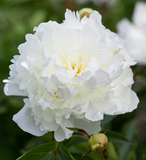 Paeonia 'Madame Lemoine'