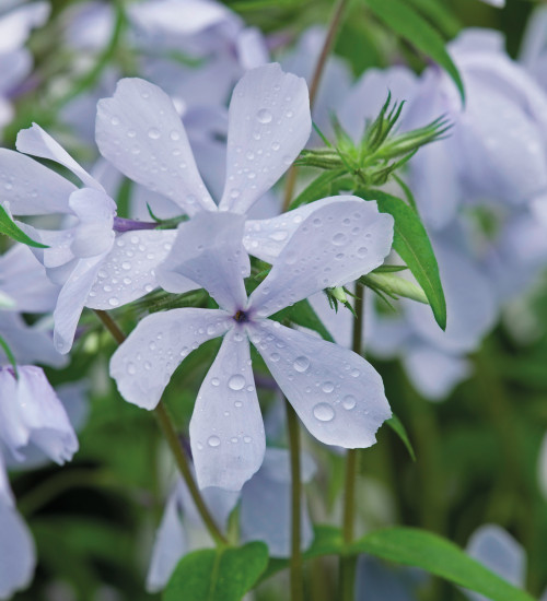 Phlox divaricata 'Clouds of Perfume'