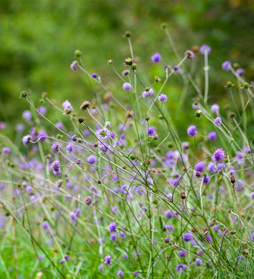 Succisa pratensis (Devil's Bit Scabious)