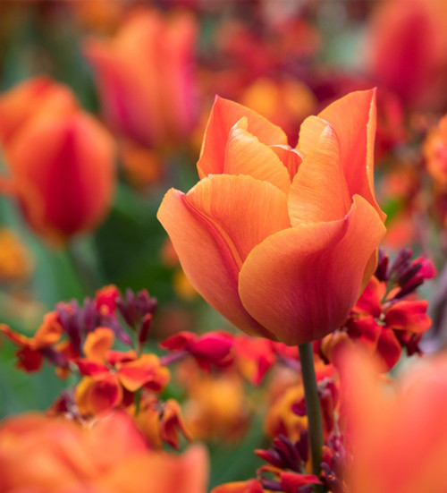 Rich Sienna Tulip and Wallflower Collection