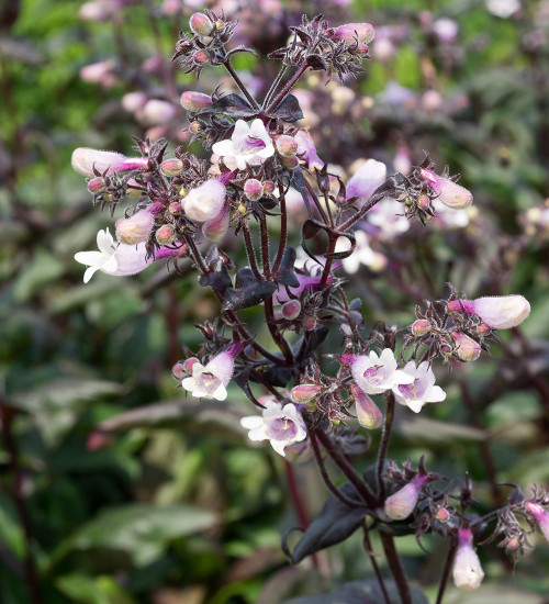 Penstemon digitalis 'Dark Towers'