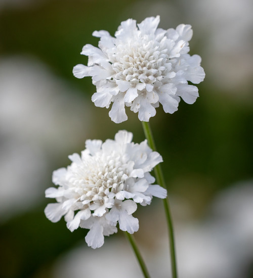 Scabiosa columbaria 'Flutter Pure White'