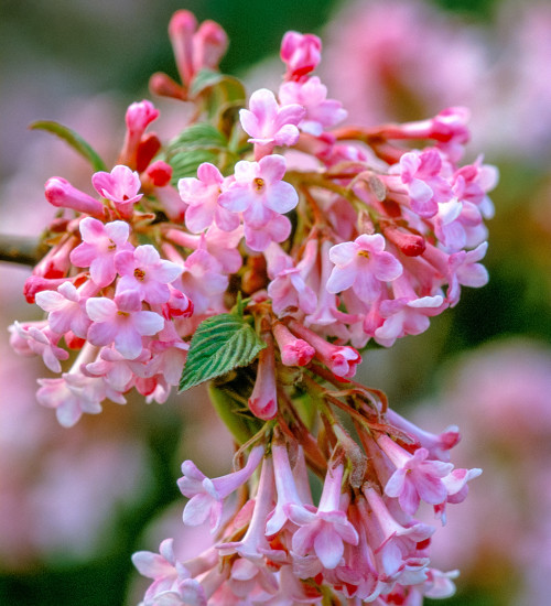 Viburnum x bodnantense 'Dawn'