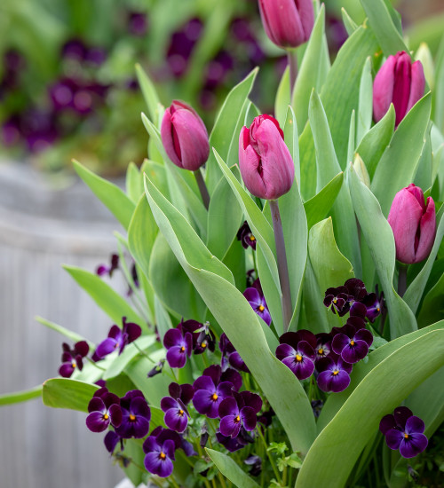 Tulip 'Caviar' & Viola 'Phantom' F1