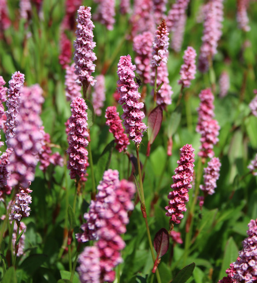 Persicaria affinis 'Donald Lowndes'