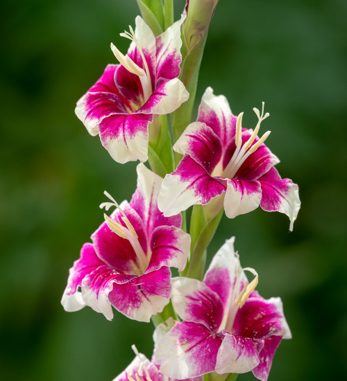 Gladiolus 'Adrienne'