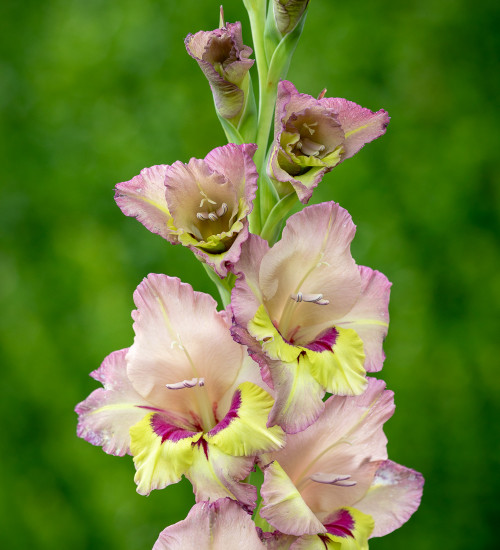 Gladiolus 'Sapporo'